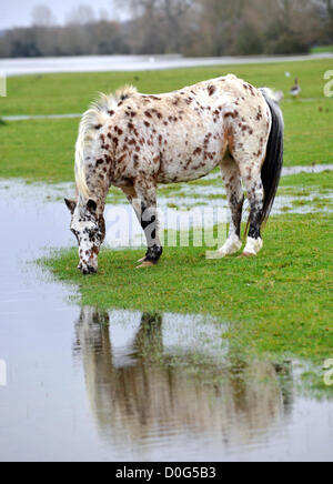 Cavallo in acqua di inondazione oxfors Foto Stock