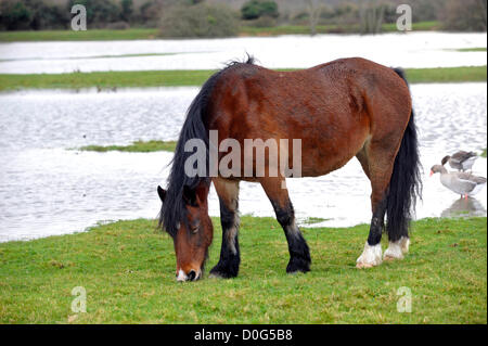 Cavallo in acqua di inondazione oxfors Foto Stock