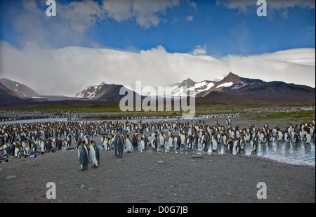 Migliaia di Pinguini Re (aptenodytes patagonicus), St Andrews Bay, Georgia del Sud Foto Stock