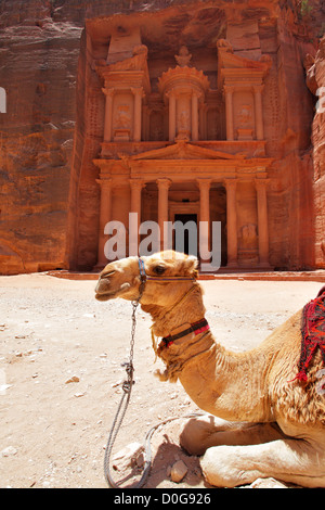 Cammello vicino al tempio del Tesoro di Petra (Al Khazneh), Giordania Foto Stock