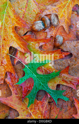 Gocce di pioggia sul rosso o il PIN di quercia (Quercus sps ) foglie e ghiande e USA Foto Stock