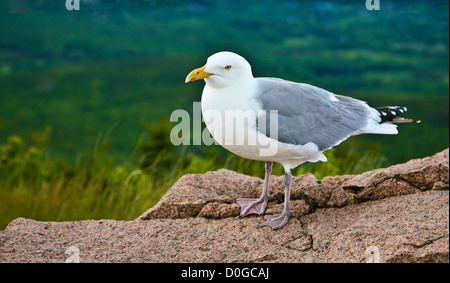 Primo piano vita morta di un gabbiano in piedi su una roccia nel Maine, Stati Uniti, New England, uccelli marini isolati gabbiani Foto Stock