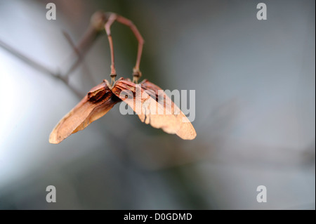 Albero di acero capsule di seme Foto Stock