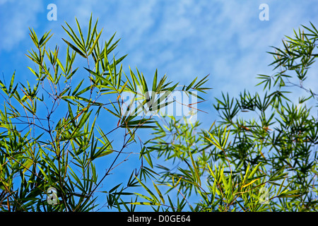 Il bambù nel cielo Foto Stock