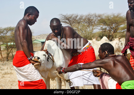 Maasai gli uomini lo spurgo di una mucca per produrre il latte di sangue che bevono. Foto Stock