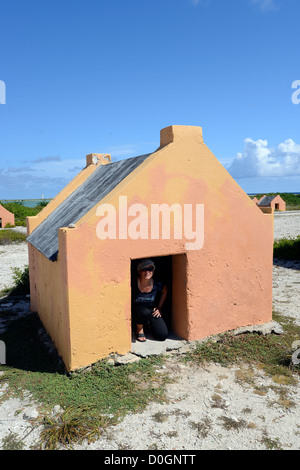 Red Slave, Bonaire, Antille olandesi, dei Caraibi Foto Stock