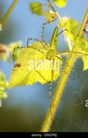 Un verde lynx spider, Peucetia viridans variazione. Foto Stock