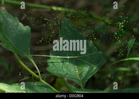 Il Phasmatodea (talvolta chiamato Phasmida o Phasmatoptera) sono un ordine di insetti, i cui membri sono variamente noti come stick Foto Stock