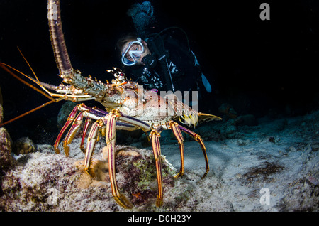 Aragosta, Bonaire, Antille olandesi Foto Stock