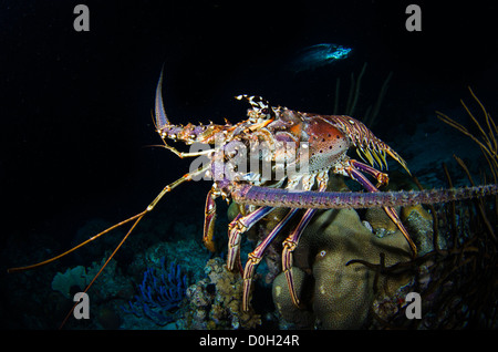 Aragosta, Bonaire, Antille olandesi Foto Stock