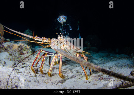 Aragosta, Bonaire, Antille olandesi Foto Stock