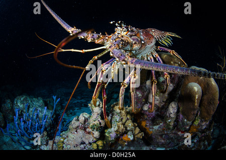 Aragosta, Bonaire, Antille olandesi Foto Stock