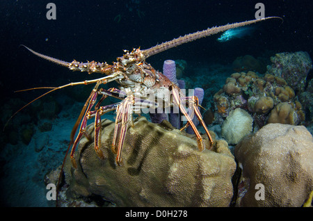 Aragosta, Bonaire, Antille olandesi Foto Stock