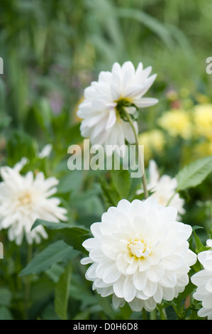 Dahlia 'White Ballet" Foto Stock