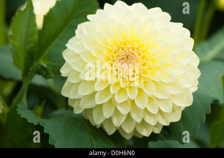 Dahlia 'Lady Linda " Foto Stock