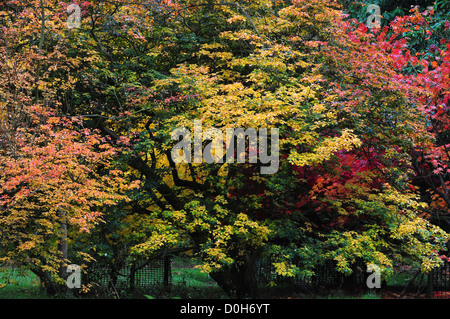 Bella aceri giapponesi in Acer Glade Westobirt REGNO UNITO Foto Stock