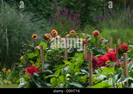 Dahlia 'Bryn Terfel' con il Dahlia 'Jomada' in background Foto Stock