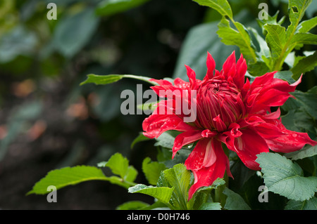 Dahlia 'Bryn Terfel' Foto Stock