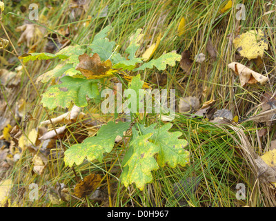 Piccolo albero di quercia in autunno / kleiner Eichenbaum im Herbst Foto Stock
