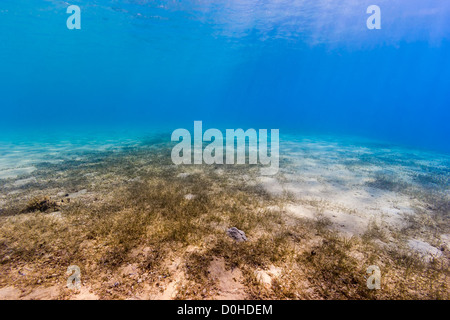 I raggi del sole illuminano un mare di fanerogame letto in acque poco profonde del mare rosso Foto Stock