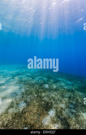 Raggi di sole il filtro verso il basso dalla superficie illuminante una patch di piante fanerogame sul fondo dell'oceano Foto Stock