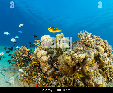 Anemonefish e altri pesci tropicali nuotare intorno ad una piccola pinnacle su un poco profondo la barriera corallina del Mar Rosso Foto Stock