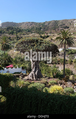 Il Millennium Isole Canarie Dragon Tree al Parque del Drago Drago (parco), Icod de los Vinos, Tenerife, Isole Canarie. Foto Stock