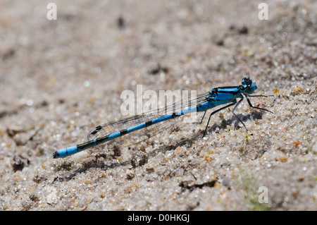 Un maschio adulto comune damselfly blu (Enallagma cyathigerum) crogiolarvi al sole su un sentiero sabbioso a comune Thursley Riserva Naturale Nazionale Foto Stock