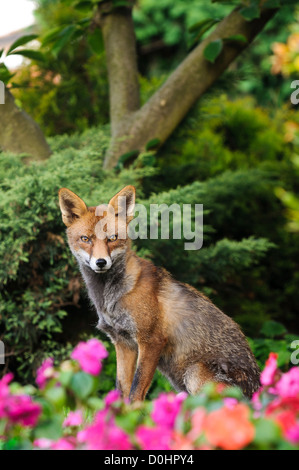 Un rosso volpe (Vulpes vulpes) vixen a metà muta, guardando dritto verso la telecamera mentre è seduto in un giardino suburbano in Belvedere Foto Stock