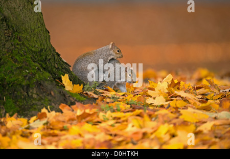 Gli scoiattoli grigi coniugata Foto Stock