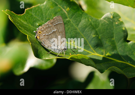 Un viola hairstreak butterfly (Neozephyrus quercus) alimentazione sulla melata su una foglia a Southwater boschi, West Sussex. luglio. Foto Stock