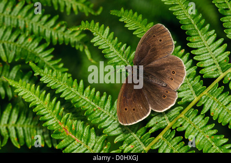 Un anello butterfly (Aphantopus hyperantus) crogiolarsi su bracken a Southwater boschi, West Sussex. luglio. Foto Stock