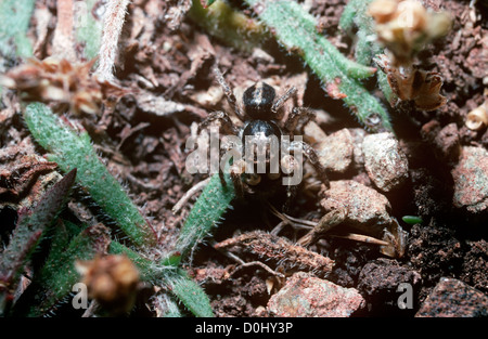 V-mark ponticello, spider (Aelurillus v-insignitus: Salticidae) maschio. Regno Unito Foto Stock