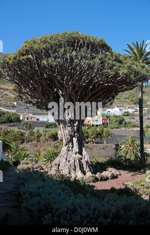 Il Millennium Isole Canarie Dragon Tree al Parque del Drago Drago (parco), Icod de los Vinos, Tenerife, Isole Canarie. Foto Stock
