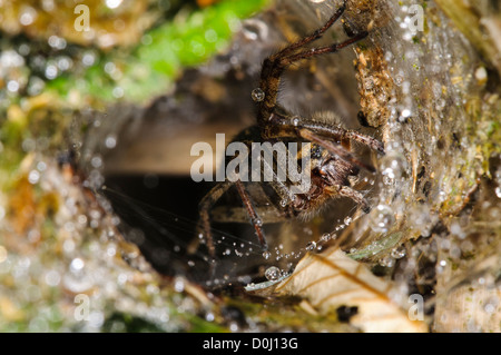 Un labirinto spider (Agelena labyrinthica) nella sua raindrop nastro coperto a Wicken Fen, Cambridgeshire. luglio. Foto Stock
