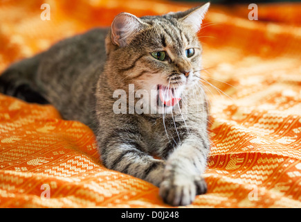 gatto Foto Stock