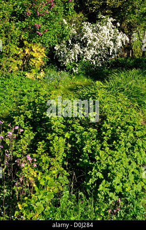 Boccola di ribes (Ribes rubrum) sul primo piano e ostacolo pieno di fiori dietro il piano con il lilla (Syringa vulgaris) e spirea Foto Stock