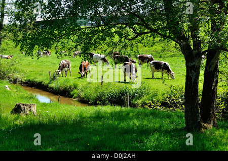 Norman mucche in un prato sul bordo di un torrente in maggio. A nord del dipartimento Mayenne, Paese della Loira, Francia Foto Stock