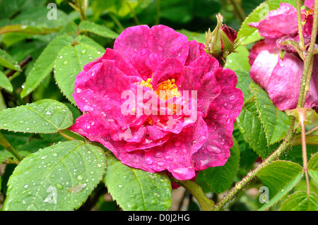 Rosa gallica " Alain Blanchard ' (razza da Vibert, Francia 1899). Foto Stock