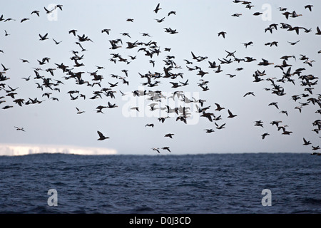 Re Eider, Varanger, Finnmark, Norvegia Foto Stock