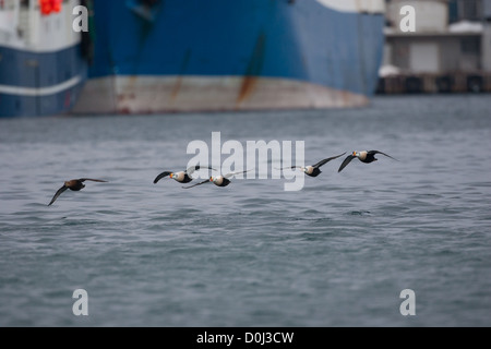 Drake King Eider, Varanger Finnmark Norvegia Foto Stock