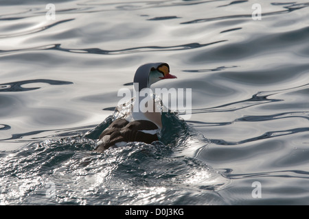 Drake King Eider, Varanger Finnmark Norvegia Foto Stock