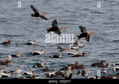 Re Eider, Varanger, Finnmark, Norvegia Foto Stock