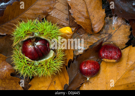 Le Castagne sul suolo della foresta. Foto Stock