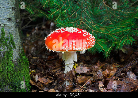 Fly Agaric a forma di fungo presente sul suolo della foresta. Foto Stock