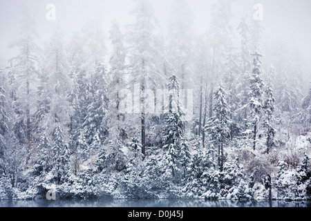 Foresta di montagne Tatra, Slovacchia su un giorno inverni Foto Stock