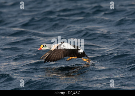 Re Eider, Varanger, Finnmark, Norvegia Foto Stock