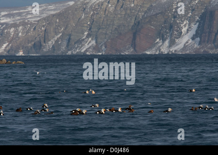 Drake King Eider, Varanger Finnmark Norvegia Foto Stock