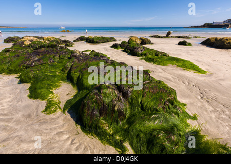 Coverack beach, penisola di Lizard, Cornwall, Inghilterra Foto Stock