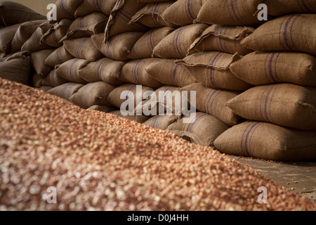 Sacchetti di arachidi sono pronti per l'esportazione in corrispondenza di un magazzino di merci a Dar es Salaam, Tanzania Africa Orientale. Foto Stock